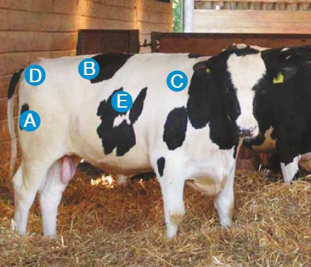 Key handling points of a dairy beef bull